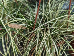 Carex oshimensis