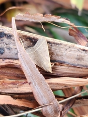 Simplicia cornicalis