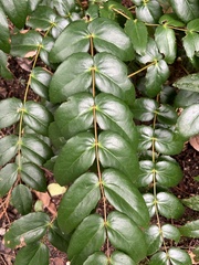 Berberis nervosa