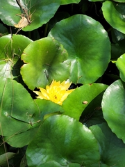 Nymphaea mexicana