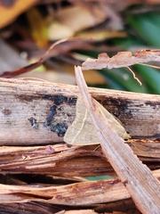 Simplicia cornicalis