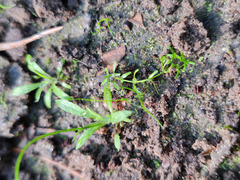 Callitriche palustris