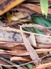 Simplicia cornicalis