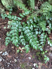 Berberis nervosa