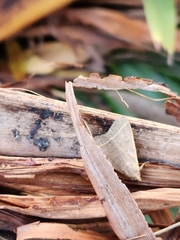 Simplicia cornicalis