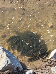 Catostomus occidentalis