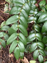 Berberis nervosa