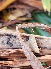 Simplicia cornicalis