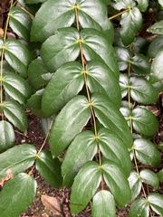 Berberis nervosa