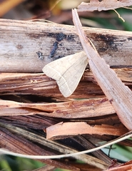 Simplicia cornicalis