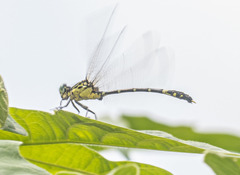 Austrogomphus amphiclitus