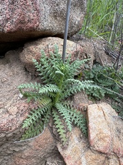 Emmenanthe penduliflora