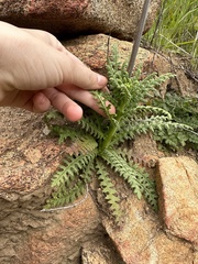 Emmenanthe penduliflora