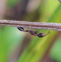 Pseudomyrmex ejectus