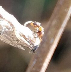 Pseudomyrmex ejectus