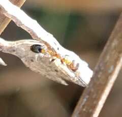 Pseudomyrmex ejectus