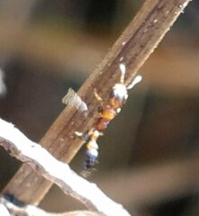 Pseudomyrmex ejectus