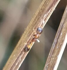 Pseudomyrmex ejectus