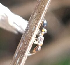 Pseudomyrmex ejectus