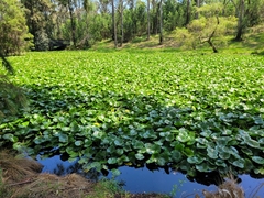 Nymphaea mexicana