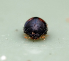 Serangium maculigerum