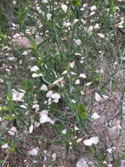 Dicliptera resupinata