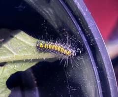 Lepidoptera