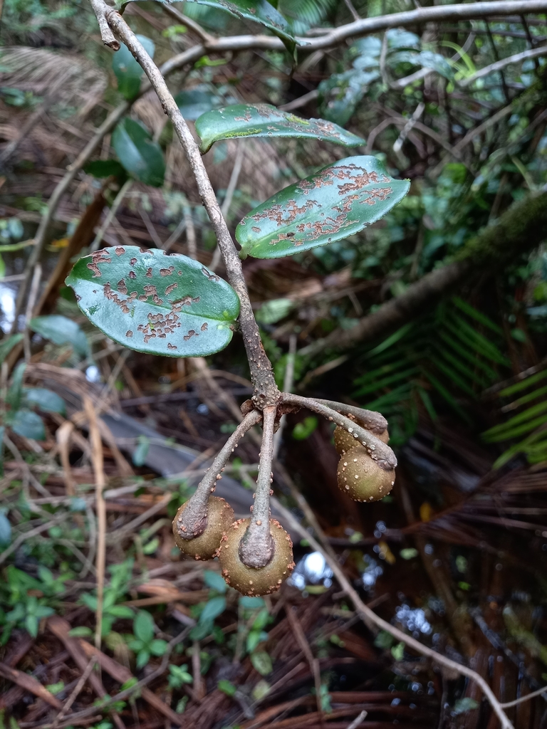 Marcgravia coriacea