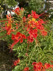 Caesalpinia