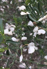 Dicliptera resupinata