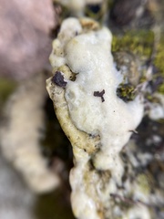 Rigidoporus populinus