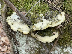 Rigidoporus populinus