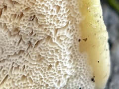 Rigidoporus populinus