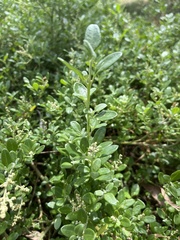 Rhagodia candolleana