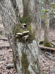 Rigidoporus populinus