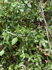 Rhagodia candolleana