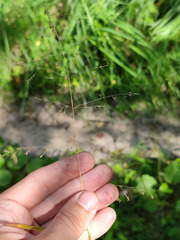 Poa trivialis