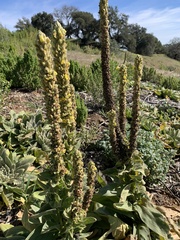 Verbascum thapsus
