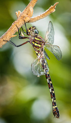 Austroaeschna unicornis