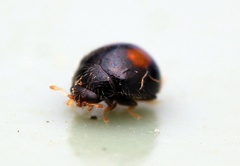 Serangium maculigerum