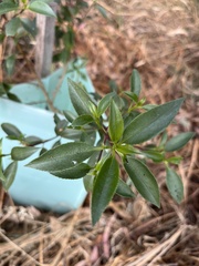 Myoporum petiolatum