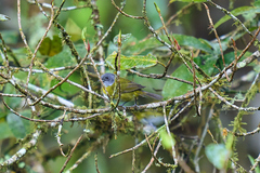 Chlorospingus canigularis
