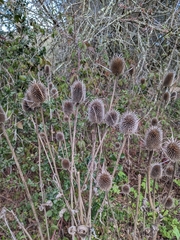 Dipsacus sativus