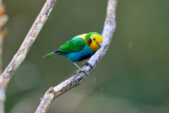 Chlorochrysa nitidissima