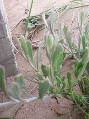 Senecio crassiflorus
