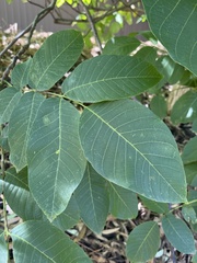 Juglans ailantifolia