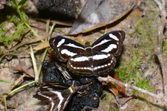 Athyma nefte matthiola