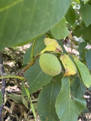 Juglans ailantifolia