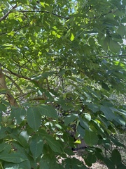 Juglans ailantifolia