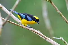 Anisognathus somptuosus